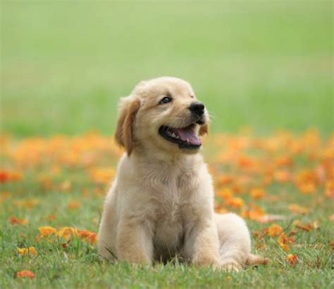 is dog poop good for fertilizer|5 Reasons Why Dog Poop Doesn’t Make Good Fertilizer.